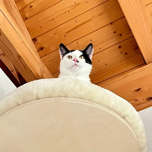 Wall-Mounted Cat Furniture with Wooden Ladder, Hammock & Scratching Post